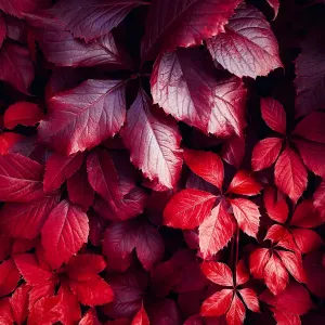 circulation — 5