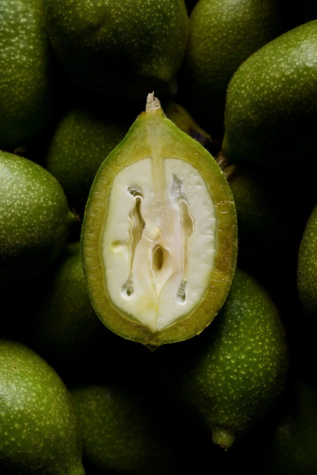 Les plantes de la formule KARIO